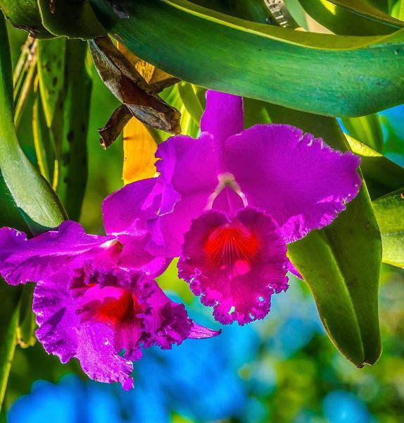 Perry, William 아티스트의 Tropical flowers-Florida작품입니다.